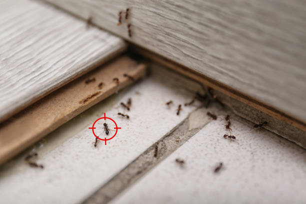 Best Wasp Removal Services  in Phoenix, OR