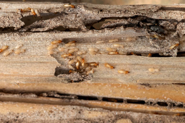 Best Exterminator Services  in Phoenix, OR